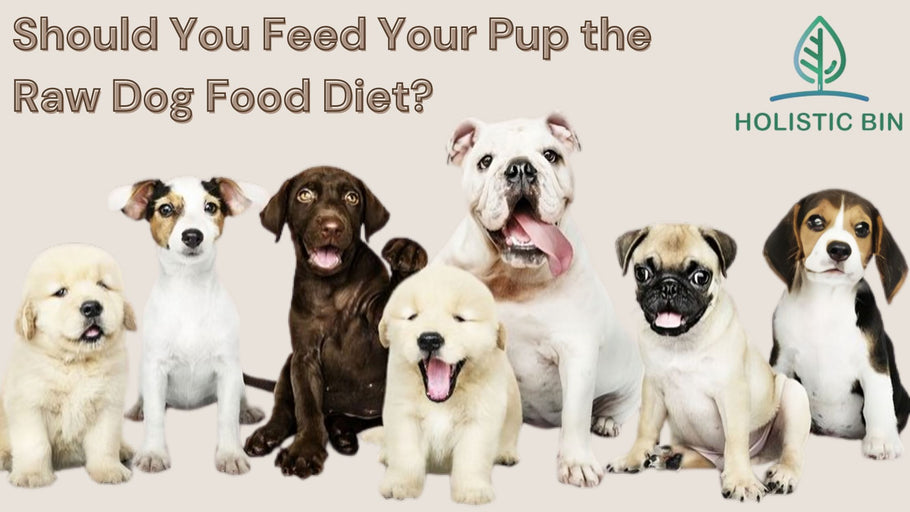 Should You Feed Your Pup the Raw Dog Food Diet?