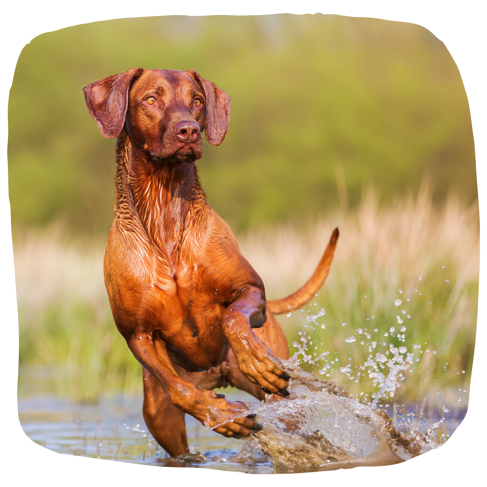 brown dog running in the river