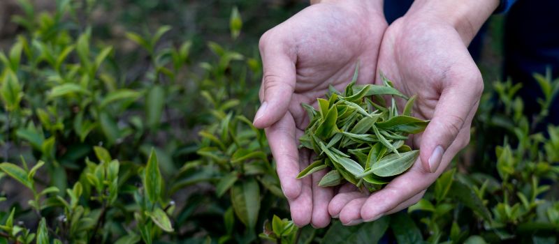 fresh tea leaves in hand