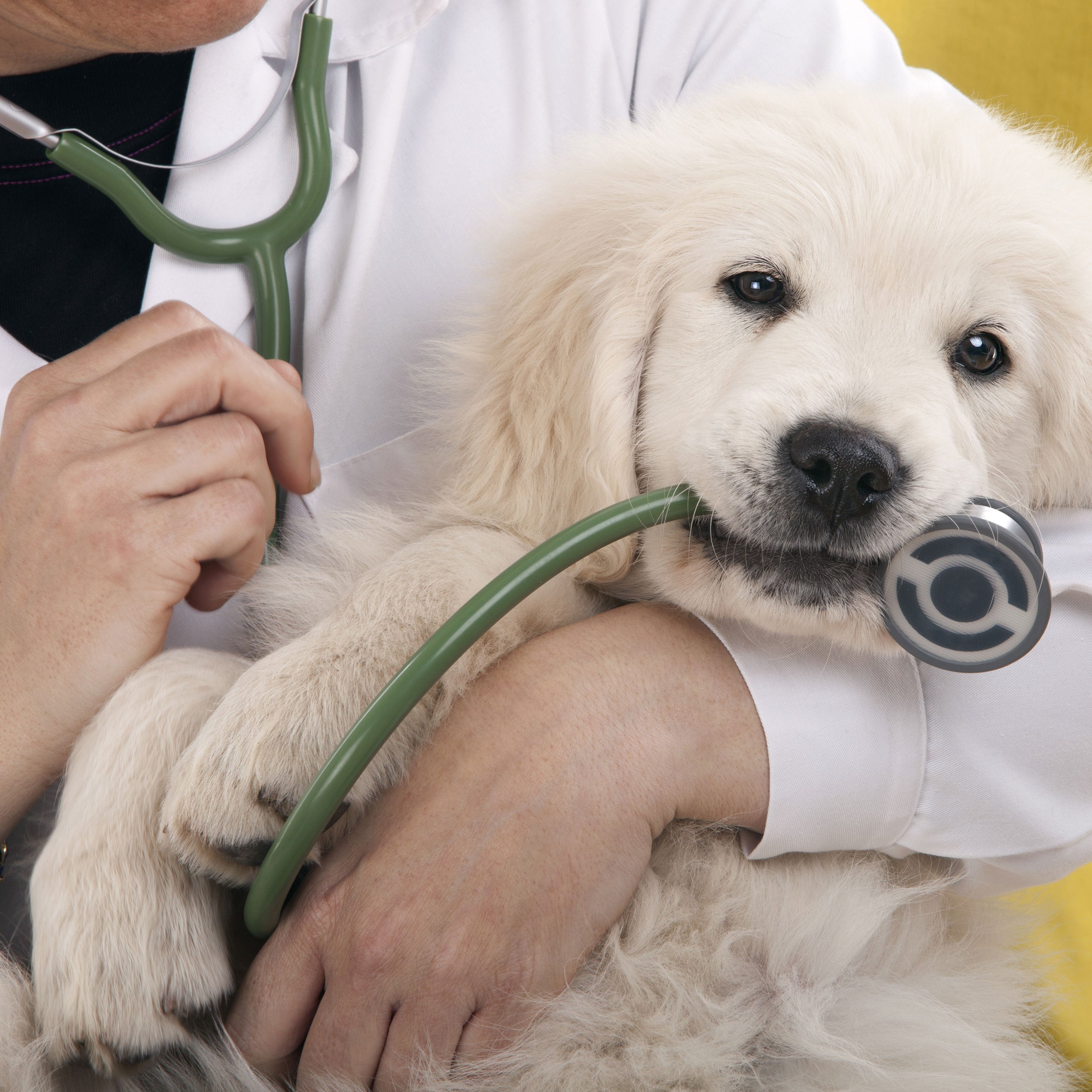 dog biting stethoscope